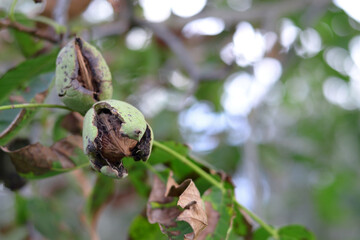 Ripe walnut on the tree.
Green walnut on a tree in the garden - autumn background.