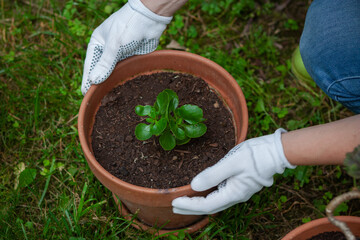 Care of a potted Jade plant or Crassula