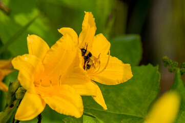 yellow flower