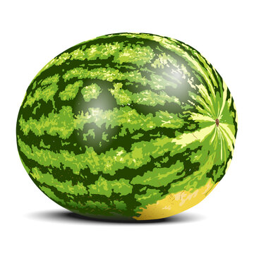 Watermelon is a large green berry. Vector image on a white background.