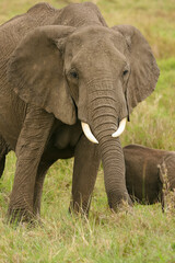Fototapeta na wymiar Eléphants Loxodonta africana au Kenya