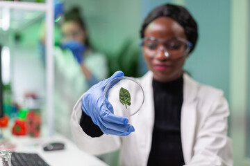 Close up of african scientist looking at petri dish with green leaf examining plant expertise. In...
