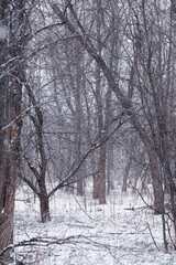 Winter forest. Landscape of the park in winter. Snow-covered trees at the edge.