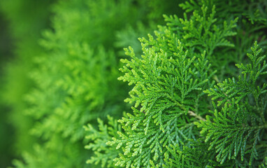 natural green plants landscape, ecology, fresh. Close up of green pine or juniper tree in the garden, green artwork content