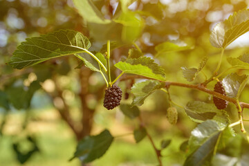Ripe mulberry on morus tree branch