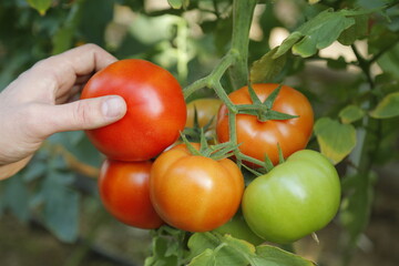 tomatoes in a greenhouse
