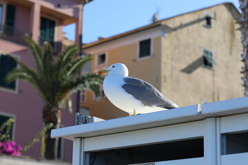 Obraz premium Posing of a wild seagull on a sunny summer day.
