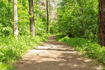 The road leads through a sunny green forest, illuminated by sunbeams.