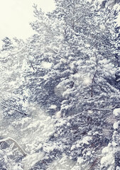 Winter forest landscape. Tall trees under snow cover. January frosty day in the park.