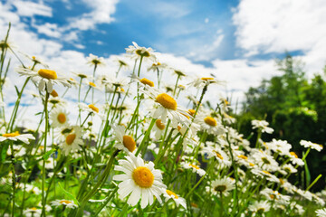 White chamomile with yellow eyes on a background of blue sky outdoors