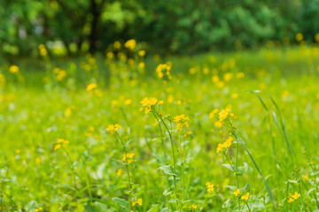 Yellow flowers of mustard on a background of a green field in the summer forest
