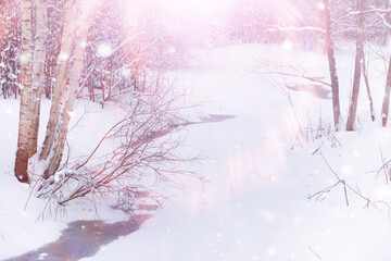 Tall trees under snow cover. January frosty day in winter park.