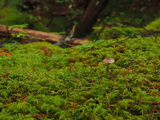 Close up of green moss and small mushroom