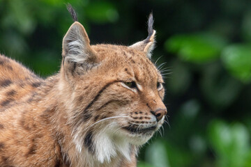 EUROPEAN LYNX head