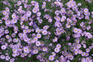 Great number of pink flowers of Michaelmas daisies in October