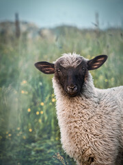 Sheep in the meadow. Lamb in the medow. Sheep portrait.