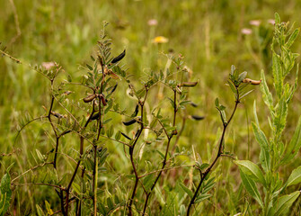 Bean flower seeds in summer field
