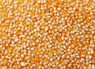 Corn grains background