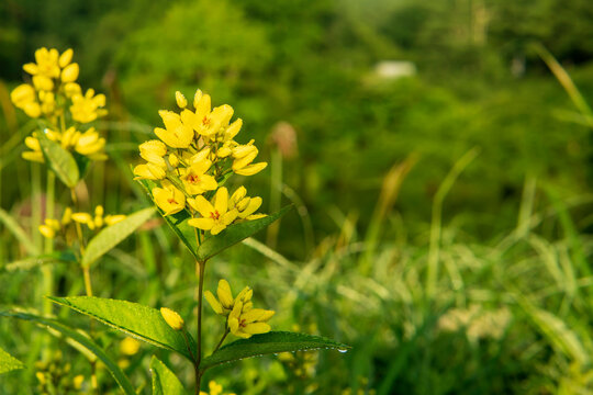 黄色い硫黄草（クサレダマ）の花／Lysimachia vulgaris var. davurica