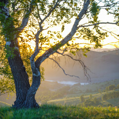 Beautiful sunrise, sunbeams through birch branches, spring morning