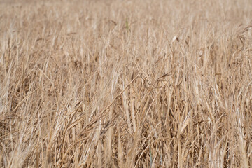 horizontal background with organic farming wheat field color
