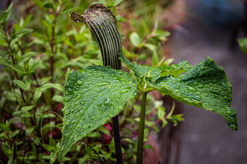 striped cobra lily close shot