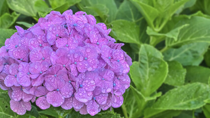 雨上がりの紫陽花（Hydrangea）