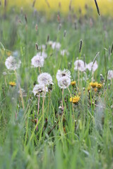 Pusteblume - L&ouml;wenzahn