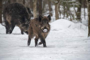 Wild boar Winter Russia