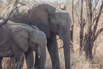 Wild elephant couple in the Kruger National Park in the savannah of Africa