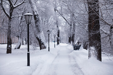Winter forest landscape. Tall trees under snow cover. January frosty day in the park.