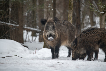 Wild boar Winter Russia