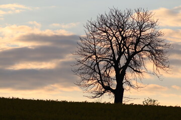 sunset tree