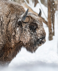Wisent bizon winter forest - obrazy, fototapety, plakaty