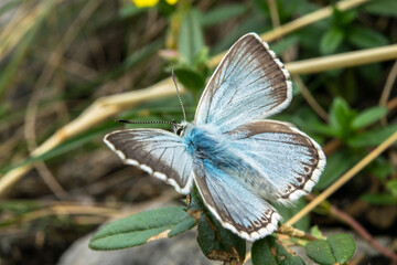 blauer Schmetterling 