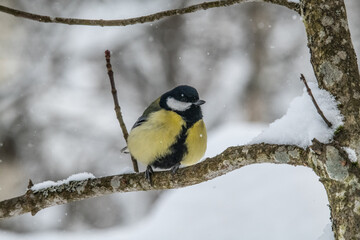 Small bird