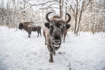 Wisent bizon winter forest © Stanislav