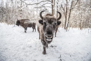 Foto op Plexiglas Wisent bizon winter forest © Stanislav