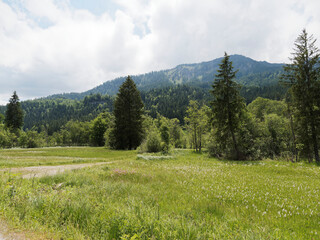 Fototapeta premium Bayerische Landschaft. Sutten Feuchgebiet durch das idyllische Rottachtal. Der Weg um den Wald am Seeufer im Schatten hoher Kiefern