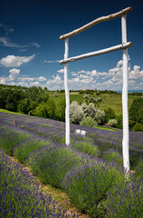 Nice lavender field in Hungary in spring