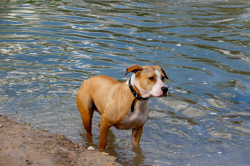 dog on the beach