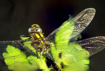 Königslibelle auf einem Blatt