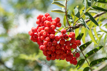 rote Vogelbeeren