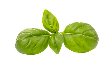 A green leaf or sprig of basil seasoning isolated on a white background.