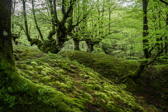 inside otzarret forest in basque country, Spain