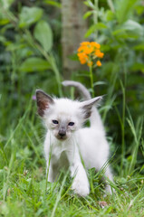 Stehendes Balinesen Kitten auf der Wiese
