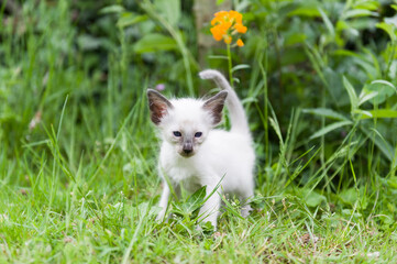 Stehendes Balinesen Kitten im Garten