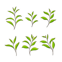 Set of green tea leaves. Flat vector illustration.