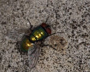 close up of green bottle fly