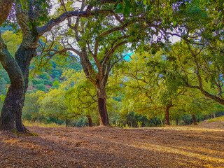 Bosque de Alcornocales con manto de hojas secas y trasluz.